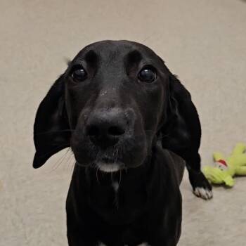 Rescue Labrador Retriever and Treeing Walker Coonhound Dogs for Adoption in Chatham, Virginia - Darcy | PetCurious
