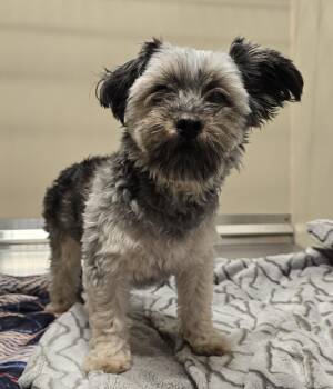 26-277 Firecracker -  Yorkie Poo Dog for Adoption in Lindenhurst, New York - 26-277 Firecracker | PetCurious