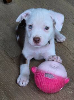 Delta -  Pit Bull Terrier Dog for Adoption in Oxford, Michigan - Delta | PetCurious