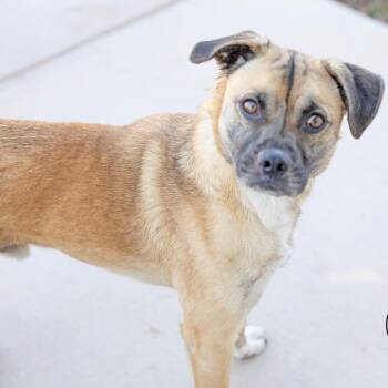Pug and Shepherd Dogs Available for Adoption - Dash | PetCurious