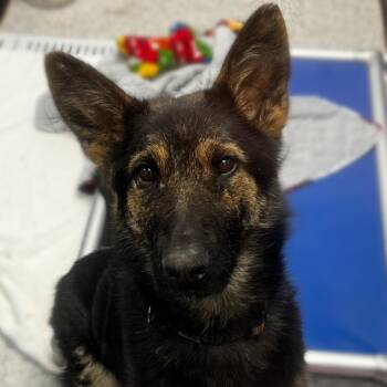 German Shepherd Dog Dogs Available for Adoption - Ziggy | PetCurious