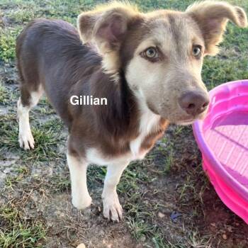 Gillian -  Border Collie and Shepherd Dog for Adoption - Gillian | PetCurious