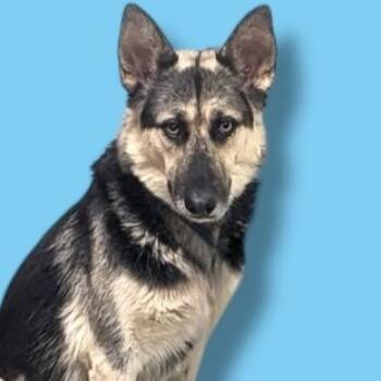 Rescue German Shepherd Dog Dogs for Adoption in Scottsdale, Arizona - Luna | PetCurious