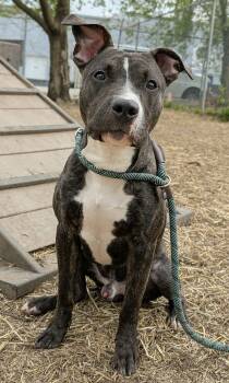 Pit Bull Terrier Dogs Available for Adoption in Chicago, Illinois - Hawkins | PetCurious