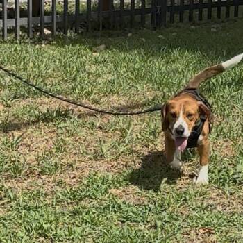 Aslan -  Beagle Dog for Adoption in Miami, Florida - Aslan | PetCurious