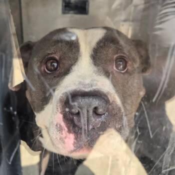 Champ -  Pit Bull Terrier Dog for Adoption in Philadelphia, Pennsylvania - Champ | PetCurious