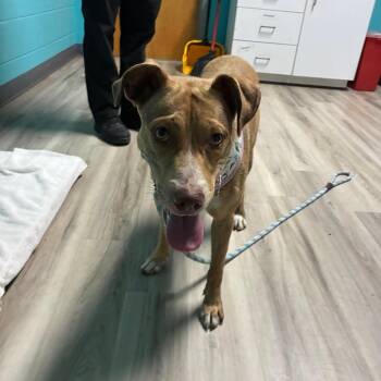 Suzy -  Pit Bull Terrier Dog for Adoption in St. Louis, Missouri - Suzy | PetCurious
