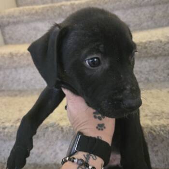 Rescue Dutch Shepherd and Mixed Breed Dogs for Adoption in Phoenix, Arizona - Bo | PetCurious