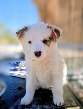 Australian Shepherd and Mixed Breed Dogs Available for Adoption in Evergreen, Colorado - Selena | PetCurious