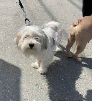 Sully -  Terrier Dog Available for Adoption in Emeryville, California - Sully | PetCurious