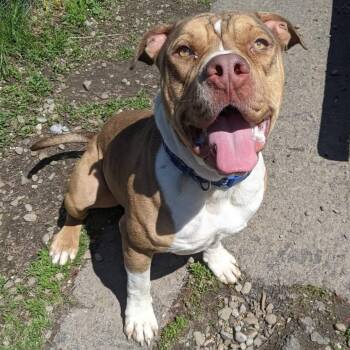 Pit Bull Terrier and Bulldog Dogs Available for Adoption in Buffalo, New York - Apollo | PetCurious