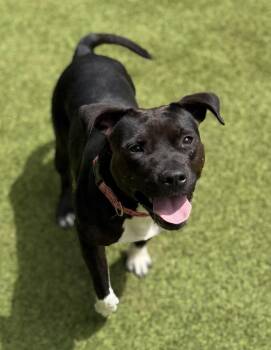 Bree -  Pit Bull Terrier Dog for Adoption in Sandy Springs, Georgia - Bree | PetCurious