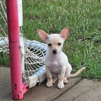 Alfie -  Chihuahua and Mixed Breed Dog for Adoption in Alma, Wisconsin - Alfie | PetCurious