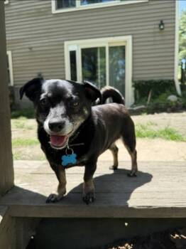 Bogey -  Dachshund and Chihuahua Dog for Adoption in Derry, New Hampshire - Bogey | PetCurious