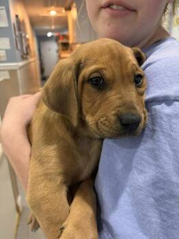 Labrador Retriever Dogs Available for Adoption - Nickel | PetCurious