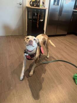 Rescue Staffordshire Bull Terrier Dogs for Adoption in New Bedford, Massachusetts - Coco | PetCurious