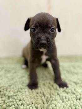 Rescue American Staffordshire Terrier and Labrador Retriever Dogs for Adoption - Cameo *Arriving 12/6* | PetCurious