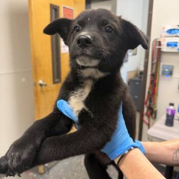 Chase -  Mixed Breed Dog for Adoption in Columbiana, Alabama - Chase | PetCurious
