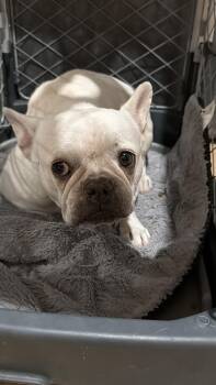 Velma -  French Bulldog Dog for Adoption in Mesa, Arizona - Velma | PetCurious