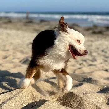 Oyster -  Australian Shepherd Dog for Adoption in Apple Valley, California - Oyster | PetCurious