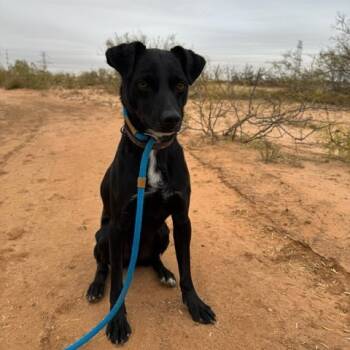 Rescue Chihuahua and Black Labrador Retriever Dogs for Adoption in Midland, Texas - Zion | PetCurious