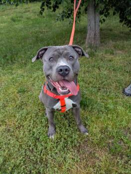 Pit Bull Terrier Dogs Available for Adoption in Stratford, Connecticut - Logan | PetCurious
