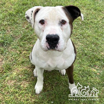 Rescue Pit Bull Terrier Dogs for Adoption in Irvine, California - GUS | PetCurious