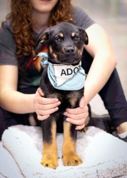 Rescue Rottweiler Dogs for Adoption in West Richland, Washington - Hiccup | PetCurious