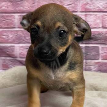Clyde -  Chihuahua and Mixed Breed Dog for Adoption in Fort Collins, Colorado - Clyde | PetCurious