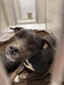 Blacky -  Pit Bull Terrier and Mixed Breed Dog for Adoption in Fresno, California - Blacky | PetCurious