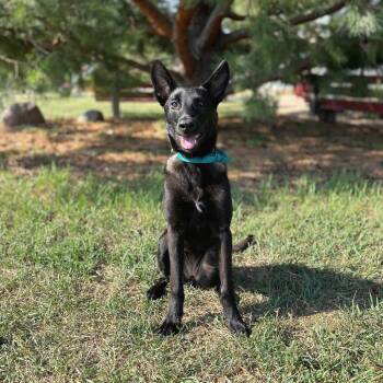 Claire -  Belgian Shepherd Malinois and Mixed Breed Dog for Adoption in Fargo, North Dakota - Claire | PetCurious