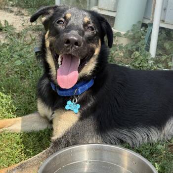 Brutus -  German Shepherd Dog Dog for Adoption in Owosso, Michigan - Brutus | PetCurious