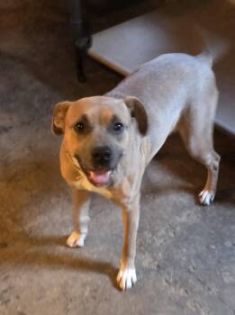 Rescue American Bully Dogs for Adoption in Castle Shann, Pennsylvania - Blu | PetCurious