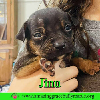 Rescue Boxer Dogs for Adoption in Pensacola, Florida - Jinu | PetCurious