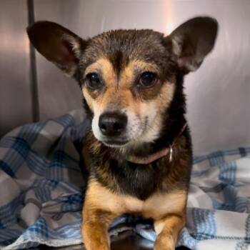Chihuahua Dogs Available for Adoption in Tampa, Florida - Yosemite | PetCurious