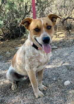 Herman -  Cattle Dog Dog for Adoption in Cottonwood, Arizona - Herman | PetCurious