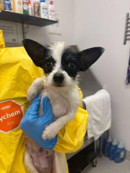 Terrier and Chihuahua Dogs Available for Adoption - Sprinkle | PetCurious
