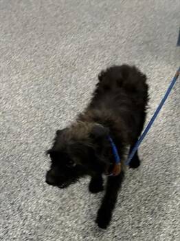 Mixed Breed Dogs Available for Adoption in Palmetto, Florida - A136483 | PetCurious