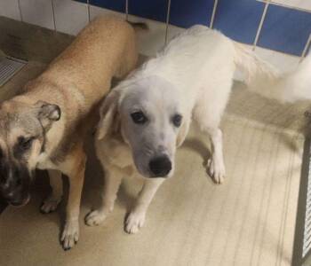 Holmes -  Great Pyrenees Dog for Adoption in Austin, Texas - Holmes | PetCurious