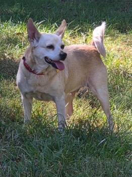 Sienna -  Chihuahua Dog for Adoption in Mocksville, North Carolina - Sienna | PetCurious