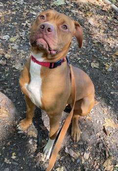 Rescue Mixed Breed Dogs for Adoption in Batavia, Ohio - Sock | PetCurious