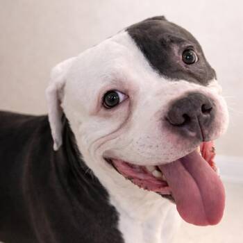 Mixed Breed and Staffordshire Bull Terrier Dogs Available for Adoption - King | PetCurious