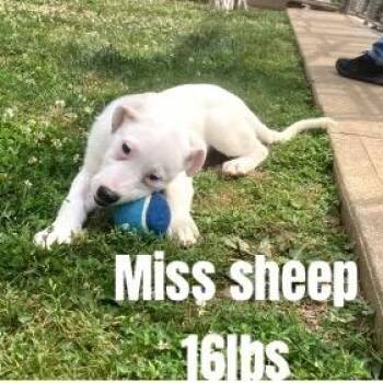 Farm Pup: Miss Sheep -  Pit Bull Terrier and Mixed Breed Dog for Adoption in Falls Church, Virginia - Farm Pup: Miss Sheep | PetCurious