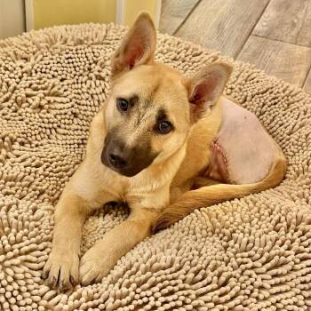 Australian Shepherd Dogs Available for Adoption in Austin, Texas - Bingo, The Tripod Cutie | PetCurious