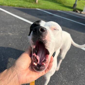 Ori -  Mixed Breed Dog for Adoption in Pittsburgh, Pennsylvania - Ori | PetCurious