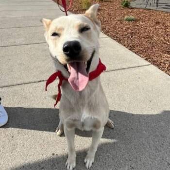 Baxter- Training Graduate -  Carolina Dog and Labrador Retriever Dog for Adoption in Kirkland, Washington - Baxter- Training Graduate | PetCurious