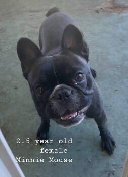 Rescue French Bulldog Dogs for Adoption in Clayton, California - Minnie Mouse | PetCurious