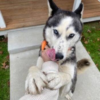 Rescue Mixed Breed and Husky Dogs for Adoption in Huntington, West Virginia - Maleficent Stray Hold 11/2 | PetCurious