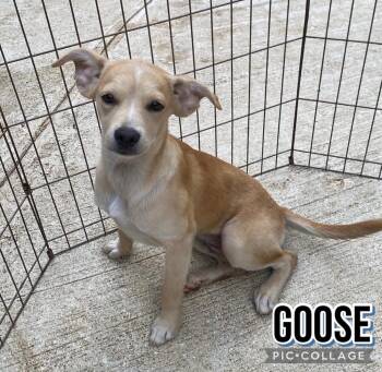 Goose -  Labrador Retriever Dog for Adoption in Milford, New Hampshire - Goose | PetCurious