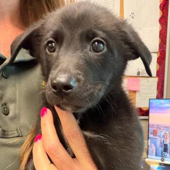 Daisy -  Border Collie Dog for Adoption in Norman, Oklahoma - Daisy | PetCurious